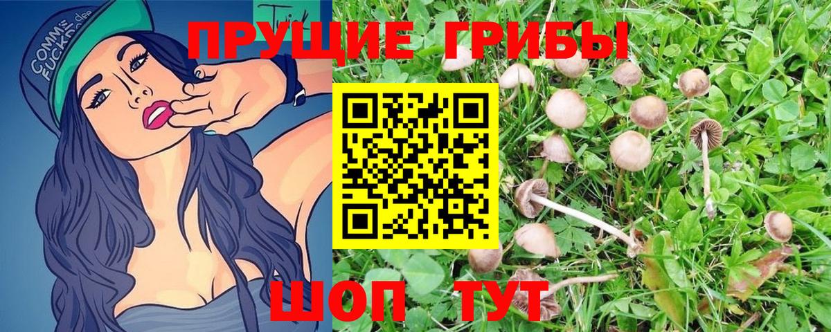 Псилоцибиновые грибы GOLDEN TEACHER Чусовой